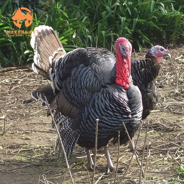 Trại bán gà tây con và gà tây trưởng thành tại Đồng nai, có ship hàng toàn quốc